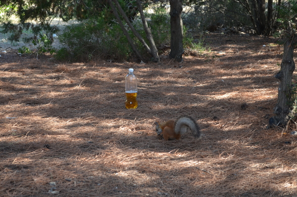 Squirrel and beer!!! - My, Squirrel, Forest, The park, Beer, Sevastopol, Crimea, Longpost