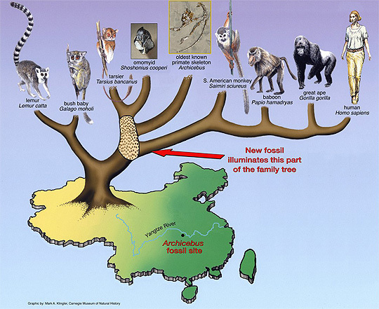 Human evolution from purgatorius to orrorin - My, Paleontology, Primates, Anthropogenesis, Evolution, The science, Ancestors, Longpost