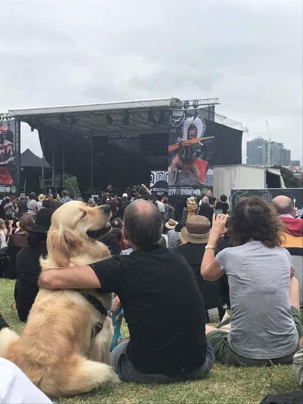 Music lovers - Dog, Concert, Music lovers