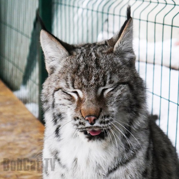 My lynx trinity :) - Lynx, Longpost, Katyavaleeva, Hannah, Umka, My