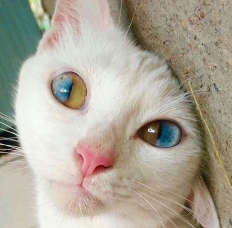 Cat with rare heterochromia - cat, Heterochromia, Nyasha