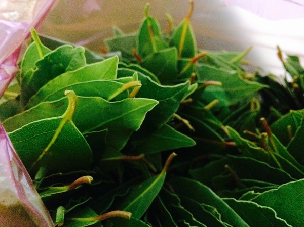 Essay about bay leaf - My, Sochi, Bay leaf, Essay, Creation, Life is pain, Rich