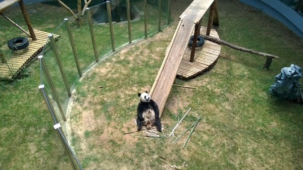When a panda is more cheerful than you... - My, Panda, Zoo, 
