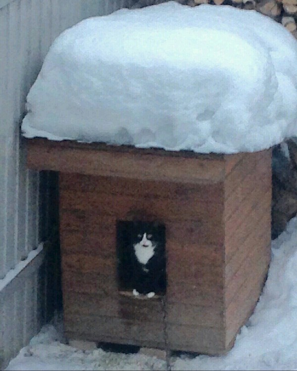 Caution angry dog, and the cat is generally a fool - , cat, Booth, Kennel