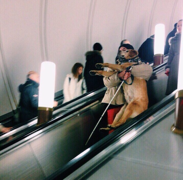 Each other - The owner helps his guide dog on the escalator. - Photo, Saint Petersburg, Guide-dog, Help, 