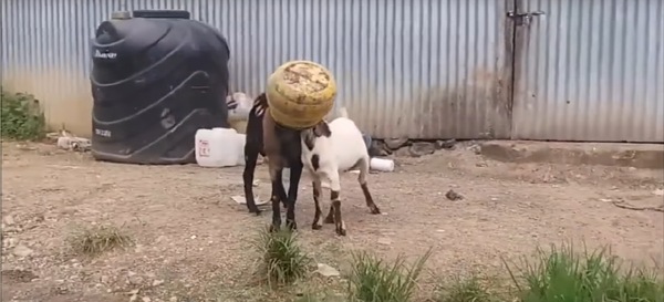 Goats in one can - Goat, Can, Warmer together