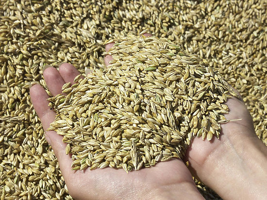 Scientists are sounding the alarm: Russian grain is affected by a deadly fungus - Anxiety, Corn, Fungus, Infection, , Longpost