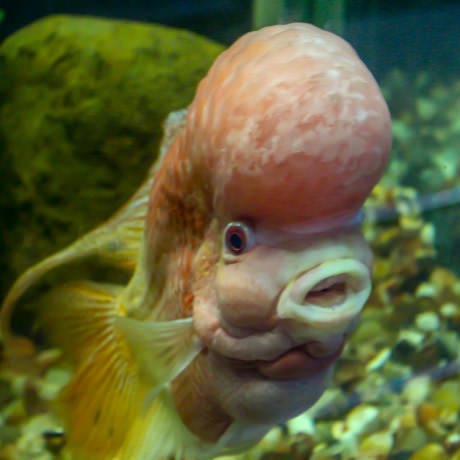 This fish looks like he wants to make America great again - A fish, Donald Trump, USA