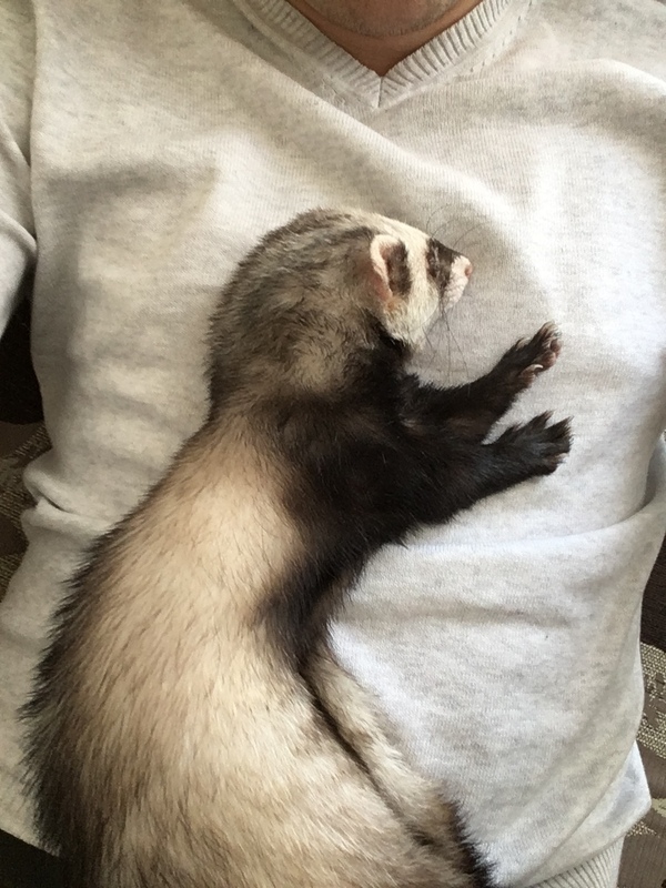 matured.. - Ferret, My, Dream