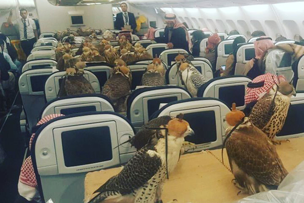 Saudi prince buys plane tickets for his 80 falcons - Falcon, Airplane, Aviation, Fly, Prince
