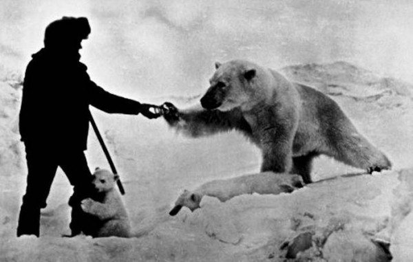 Friendship of a man and a polar bear in the pictures of the 1980s - friendship, The photo, Frame, Predator, Polar bear, Longpost