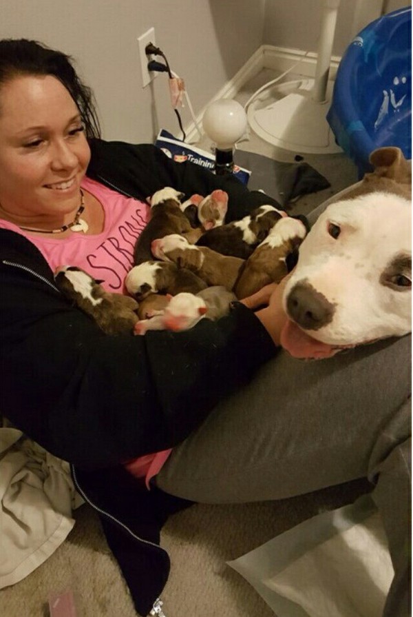 The dog stunned his foster mother by bringing all her newborn puppies to her lap. - Dog, Puppies, 