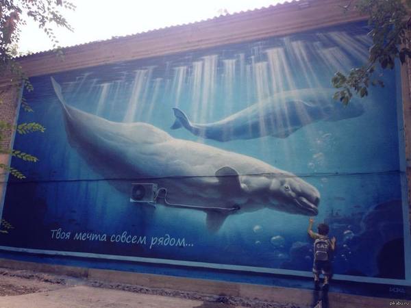 The blue whale reached Bishkek. - Blue whale, Marasmus, Suicide, Longpost