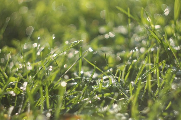 Morning dew - My, Dew, Grass, Helios, The photo, Spring