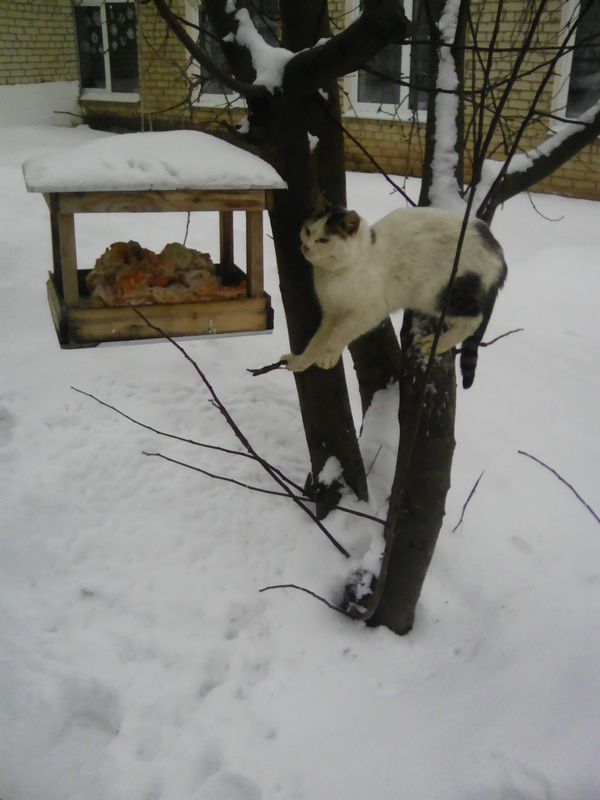 The cat was looking for food in the bird feeder - My, cat, Trough