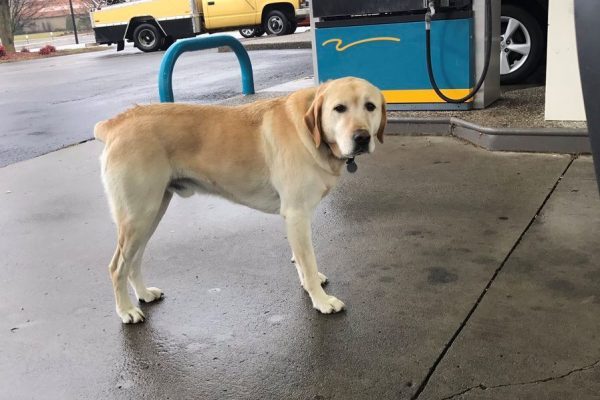 roaming labrador - Dog, Meeting, Labrador, Longpost