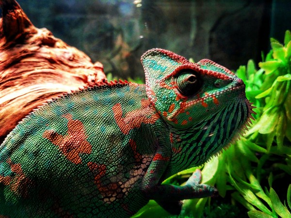 Chameleon - My, Chameleon, My, The photo, Terrarium