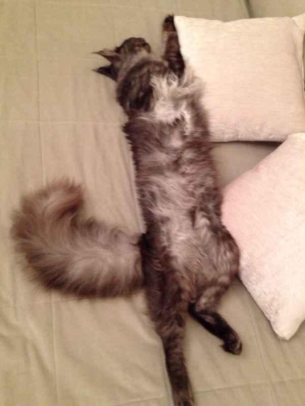 Как спит кот