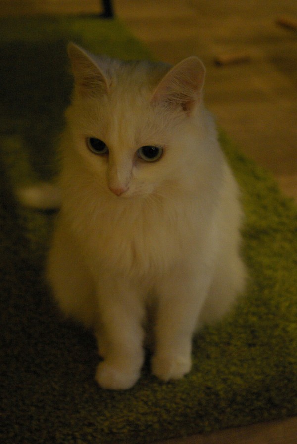  :3 , , ,  , 