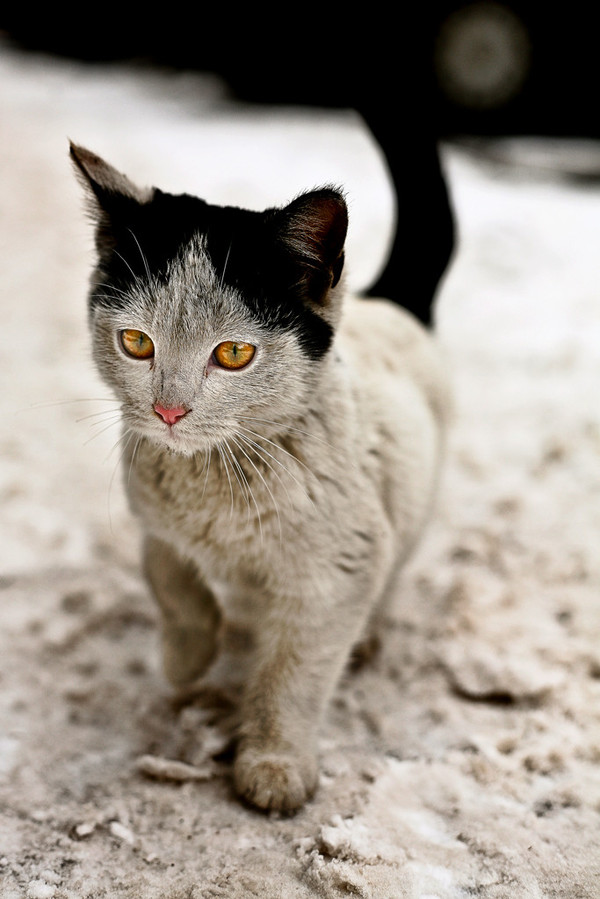 street handsome - cat, Kittens, Homeless animals, Eyes