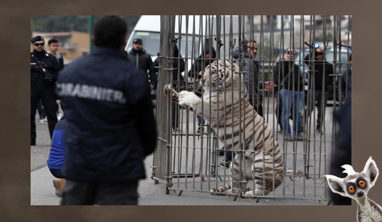 The escaped circus tiger calmly walked around the city - My, news, Tiger, Exclusive, Circus, New, Animals, Sensation