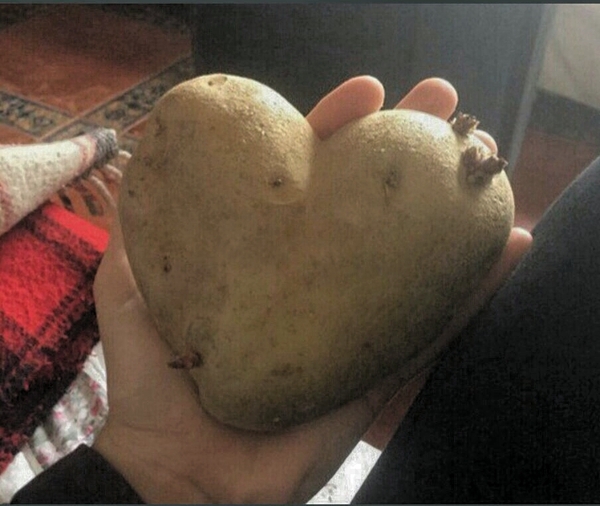 Belarusian heart! - Republic of Belarus, Potato, The shape of the heart, Funny