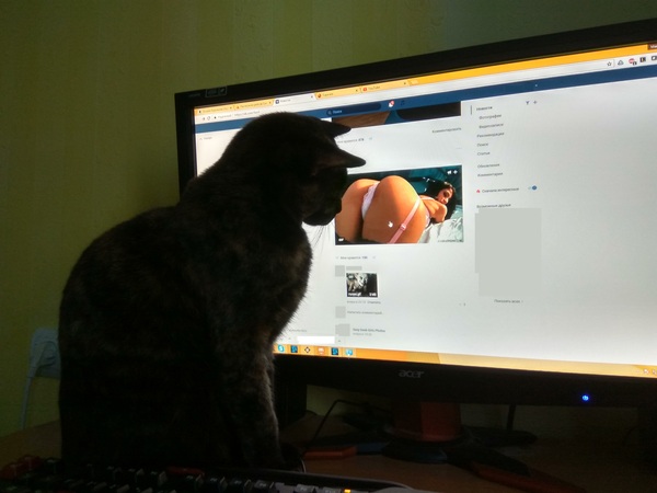 The cat approves of my tastes - NSFW, My, , In contact with, cat