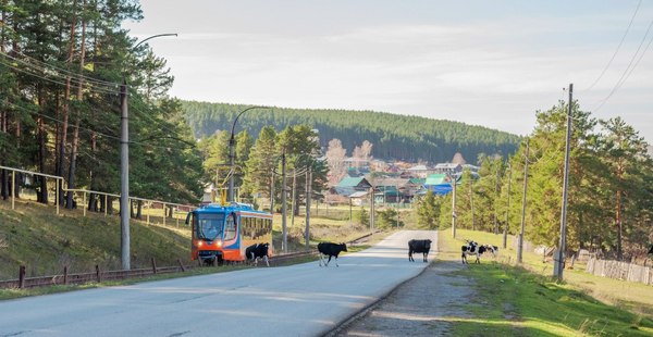 Urban contrasts - 2 - Tram, Cow, Russia, Ust-Katav