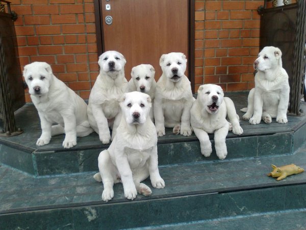 The Magnificent Seven - Alabai, Puppies, Dog