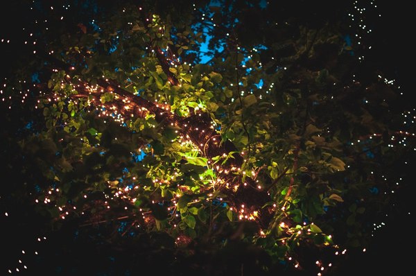 Firefly - My, The photo, My, Long exposure, Light, Colors, Atmosphere