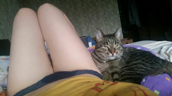 Cat and legs. - NSFW, cat, Legs