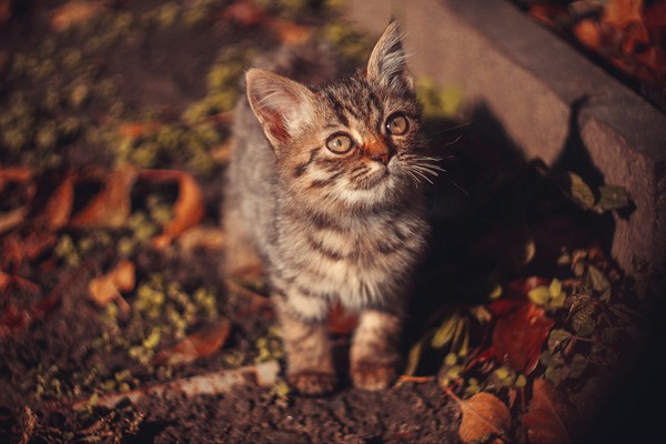 Cat - My, cat, The photo, Autumn, Helios