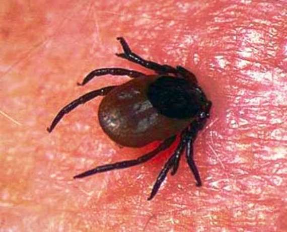 I don't want to scare anyone, but... - Mite, Tick-borne encephalitis, Дальний Восток, Far Eastern hectare