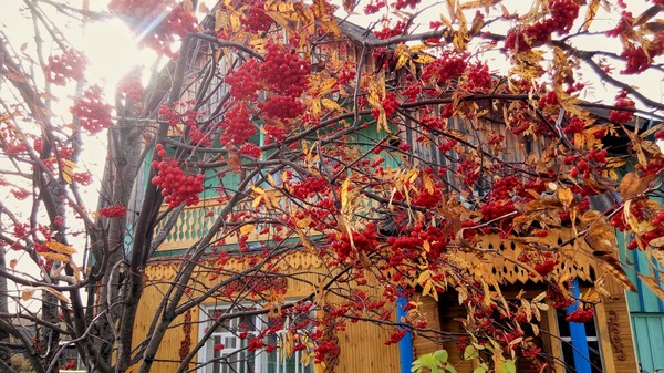 Autumn in Siberia - My, Siberia, Autumn, Rowan, Meizu m1 Note, Snapseed