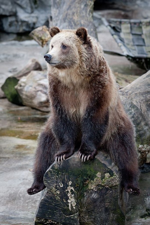 I'm sitting on a stump! - The Bears, Animals, clubfoot, Potapych