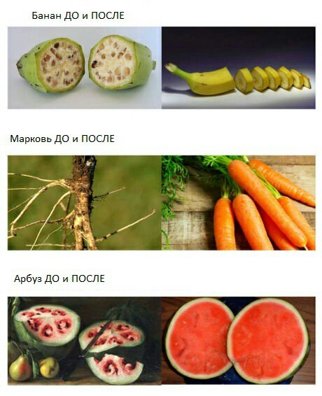 How fruits and vegetables have changed due to human activities. - Food, Vegetables, Фрукты, Person, A selection