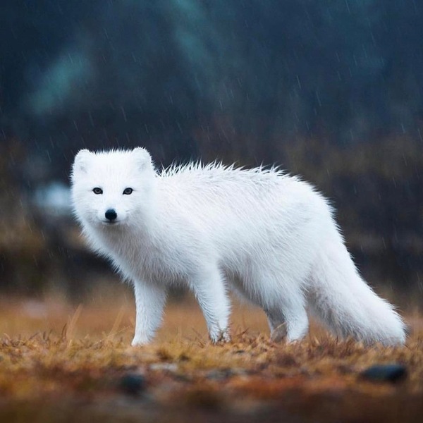 Lovely Arctic Fox - Fox, Milota