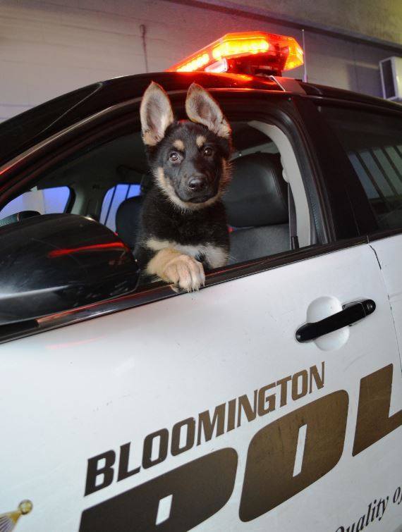 Police dog. - Dog, Animals, US police, , Longpost