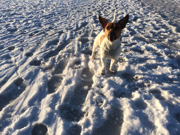 My dog - My, Dog, , Jack Russell Terrier