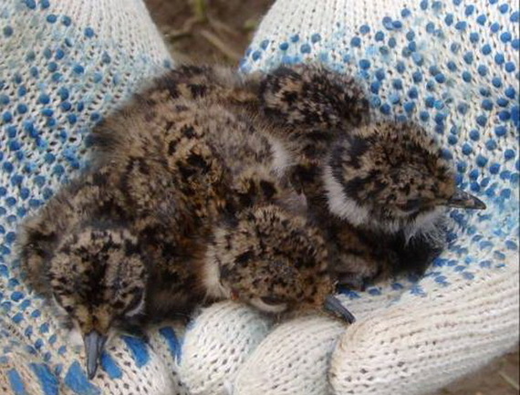 A little bit of spring.. lapwings.. - My, Spring, , Lapwing