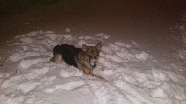 Charger dog - My, Dog, Charger, Winter, Walking