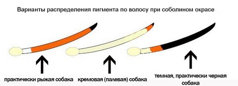 Dog color genetics, part 3 - Dog, Genetics, , Longpost