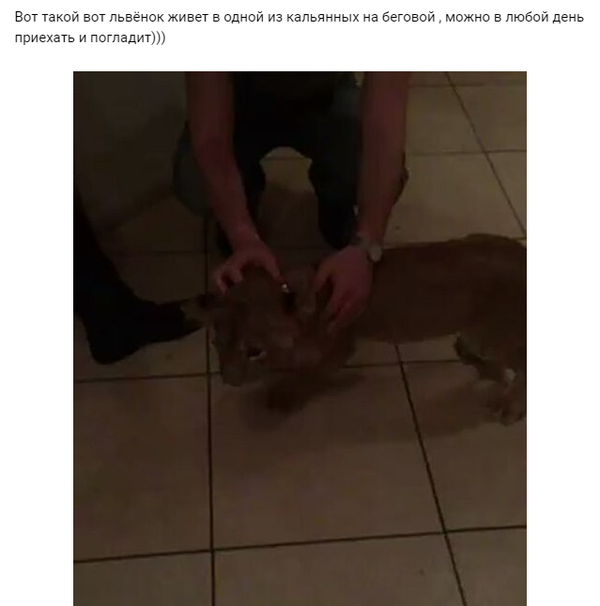 Львёнок в кальянной