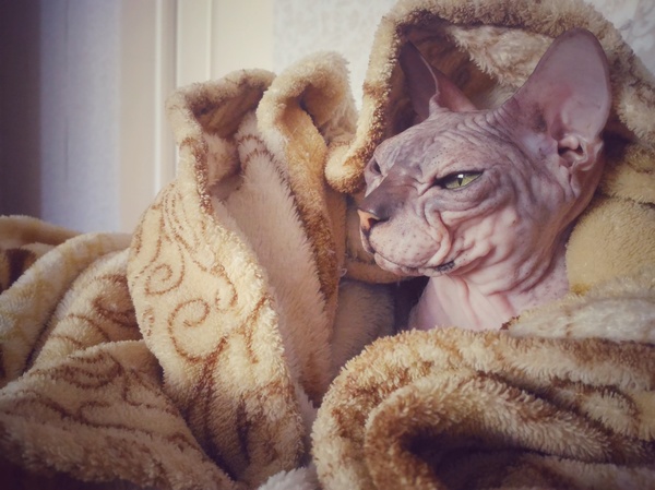 Underclothing breed. - Don Sphynx, My, cat