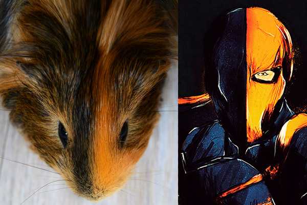 I recently noticed that our porpoise color resembles a Deathstroke mask) - My, Guinea pig, Deathstroke, Similarity