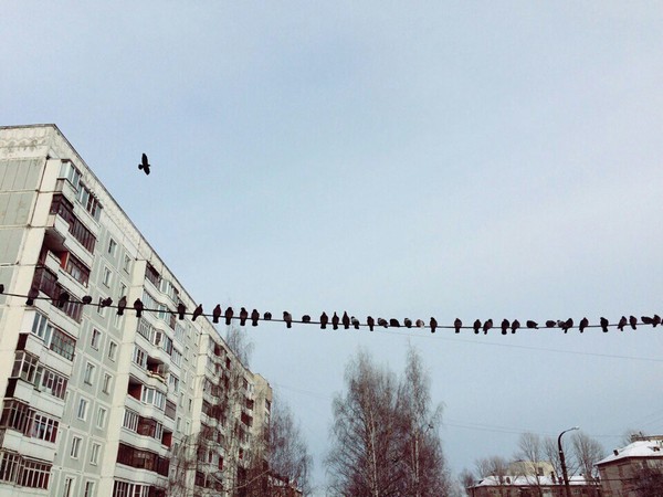 Angry birds - Angry Birds, Kostroma, Birds