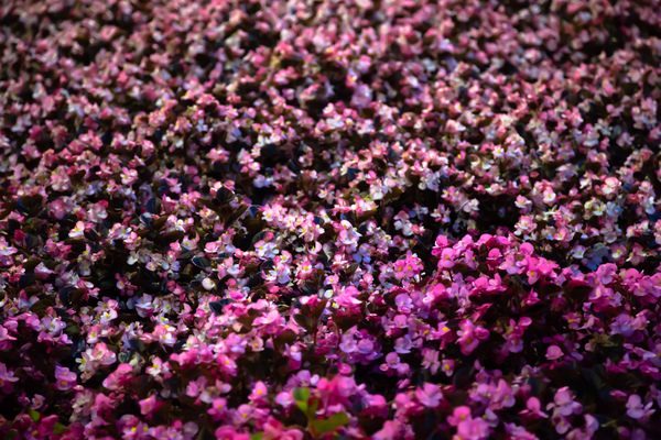 flower extravaganza - My, The photo, Canon, Flowers, cat, Summer, Longpost