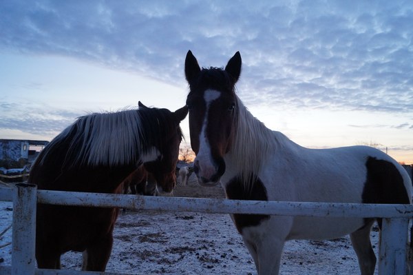 Real touching stories - Horses, Devotion, Horses, Amazing, My, Story, Longpost