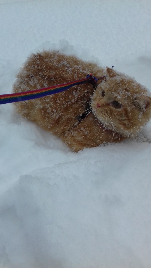 Впервые в жизни оказался на улице в снег. Повалялся, потом лег вот так и смотрел сердито )