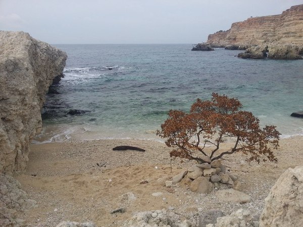 Sevastopol. December - My, Sevastopol, Crimea, December, Sea, Tree, Beach, Longpost, The rocks